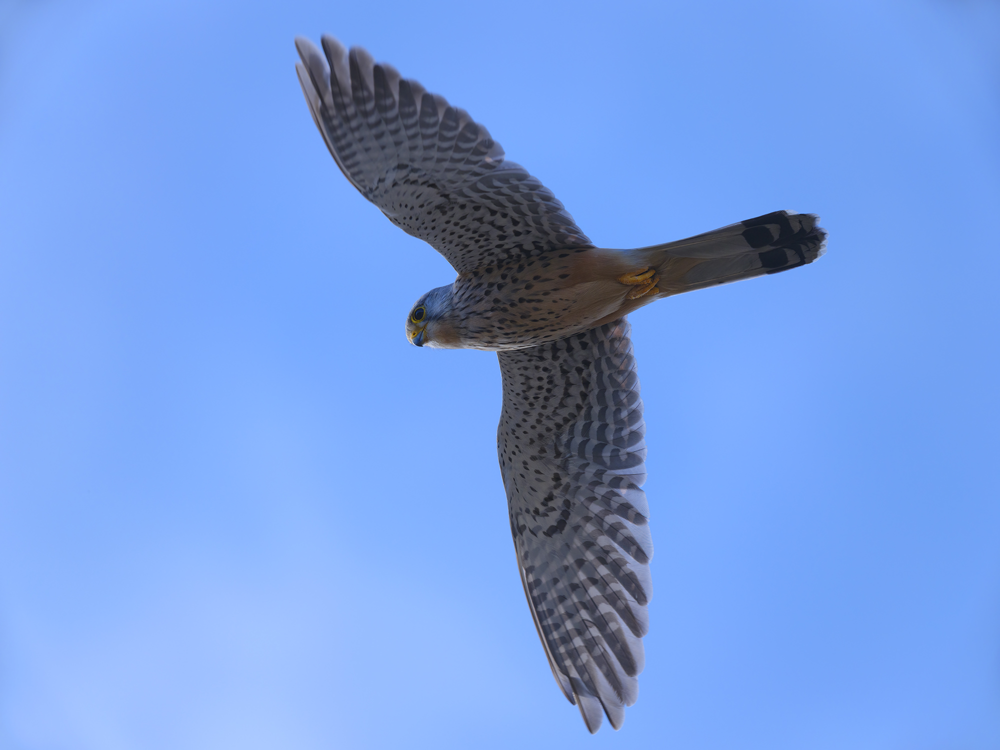 Das Männchen vollführte ...